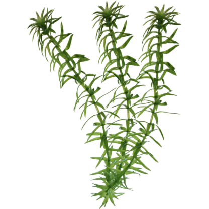Elodea canadensis