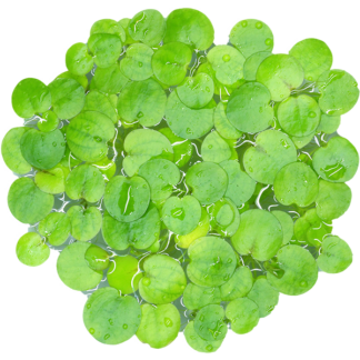 Amazon Frogbit