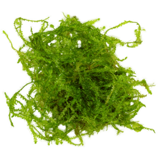 Java Moss