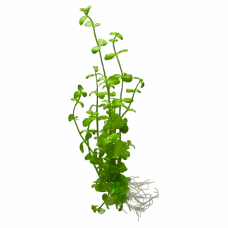 Bacopa Australis
