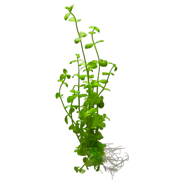 Bacopa Australis