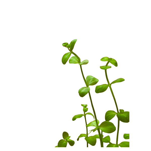 Bacopa Australis - Image 2