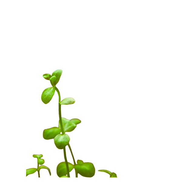 Bacopa Australis - Image 3