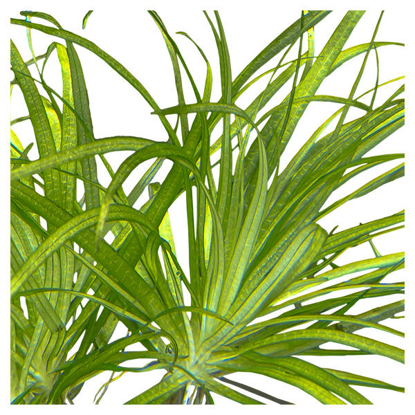 Blyxa japonica - Image 2