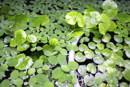 Water Lettuce - Image 3