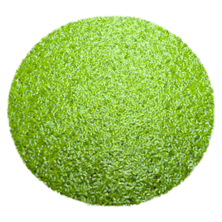 Common Duckweed
