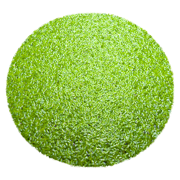 Common Duckweed