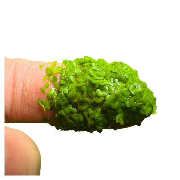 Common Duckweed - Image 2