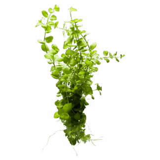 Creeping Jenny