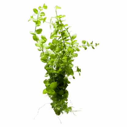 Creeping Jenny