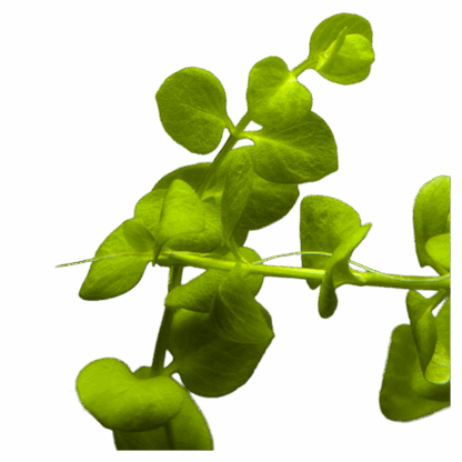 Creeping Jenny - Image 2