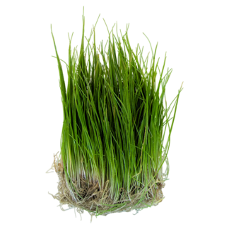 Dwarf Hairgrass