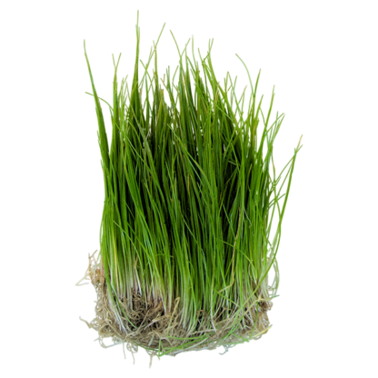 Dwarf Hairgrass