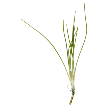 Dwarf Hairgrass - Image 2