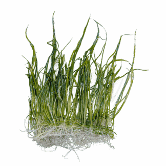 Eleocharis pusilla
