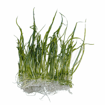 Eleocharis pusilla