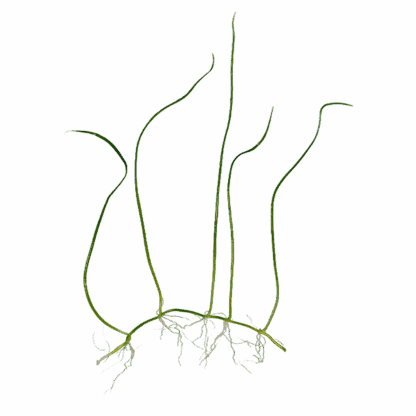 Eleocharis pusilla - Image 2