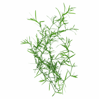 Guppy Grass