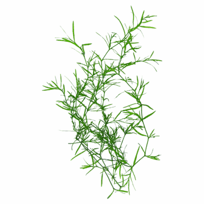 Guppy Grass