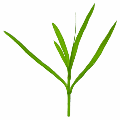 Guppy Grass - Image 2