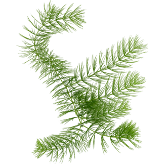 Hornwort