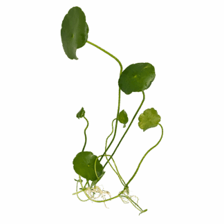 Hydrocotyle verticillata