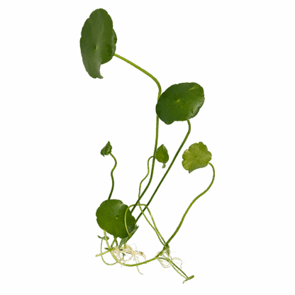 Hydrocotyle verticillata