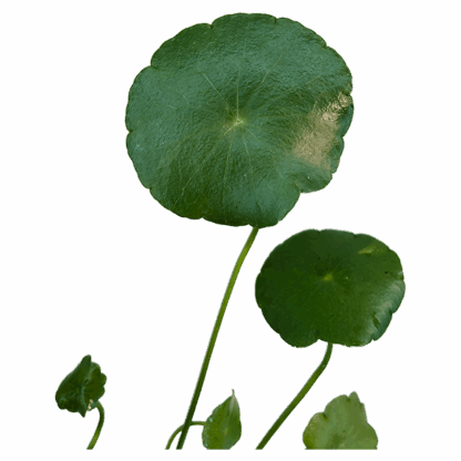 Hydrocotyle verticillata - Image 2