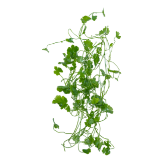 Hydrocotyle tripartita