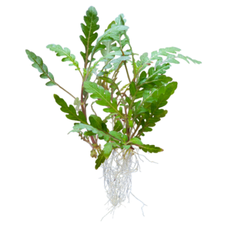 Hygrophila pinnatifida