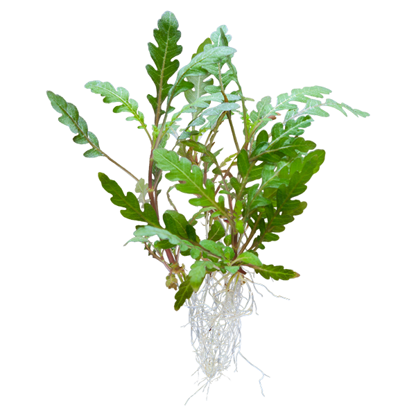Hygrophila pinnatifida