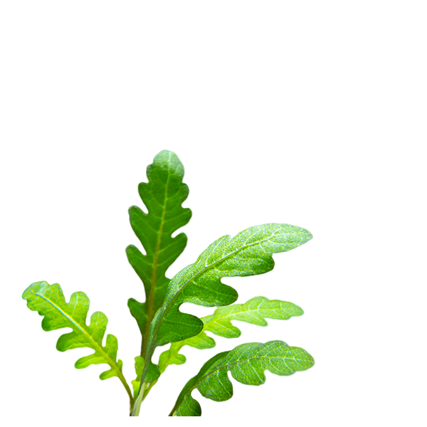 Hygrophila pinnatifida - Image 2