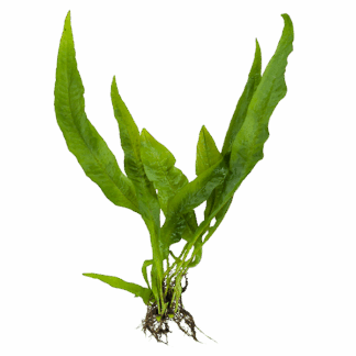 Java Fern 'Broad Leaf'