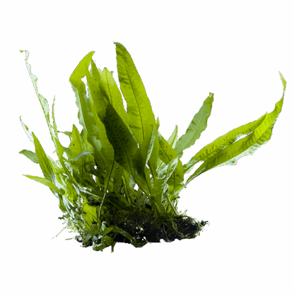 Java Fern 'Broad Leaf' - Image 2