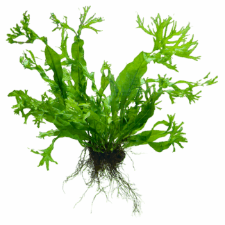 Java Fern 'Windelov'