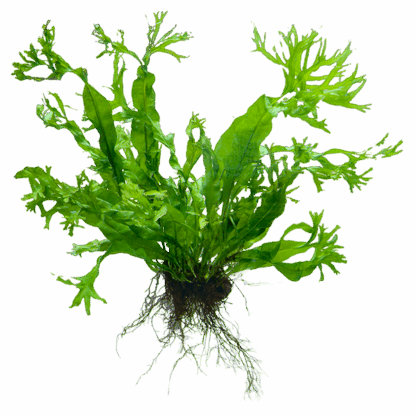 Java Fern 'Windelov'