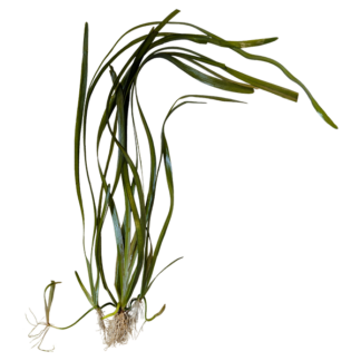 Jungle Vallisneria