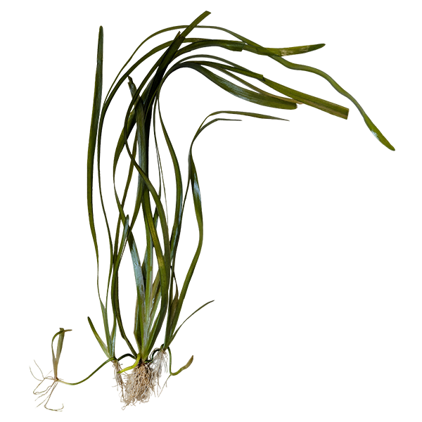 Jungle Vallisneria