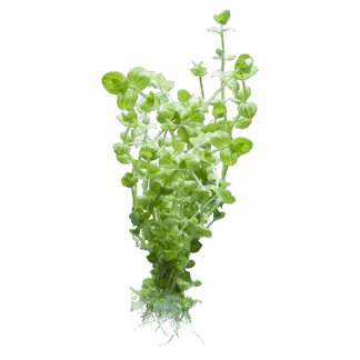 Lindernia rotundifolia