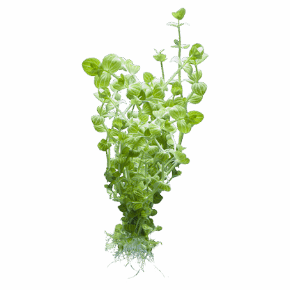 Lindernia rotundifolia