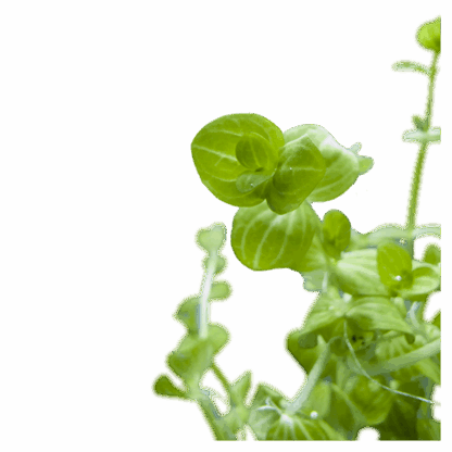 Lindernia rotundifolia - Image 2