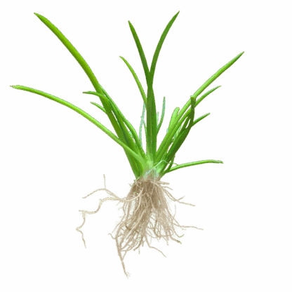 Littorella uniflora