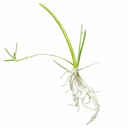Littorella uniflora - Image 2