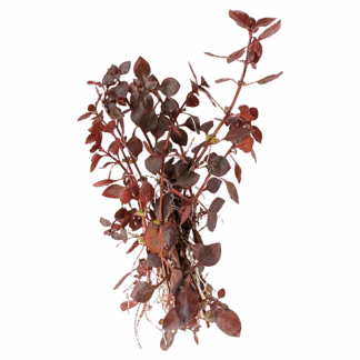 Ludwigia palustris 'super red'