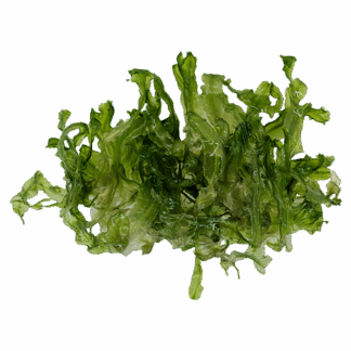 Monosolenium tenerum