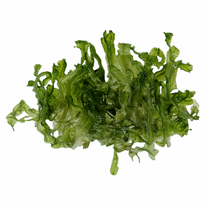 Monosolenium tenerum
