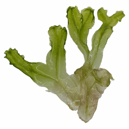 Monosolenium tenerum - Image 2