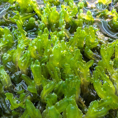 Monosolenium tenerum - Image 3