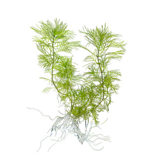 Myriophyllum mattogrossense