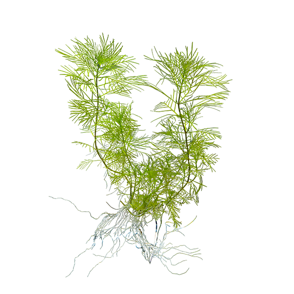 Myriophyllum mattogrossense